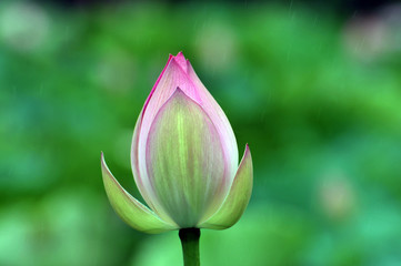 Blossom lotus flower