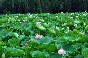 Blossom lotus flower