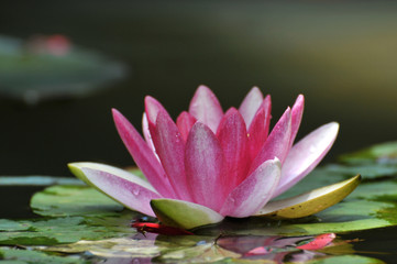 Blossom lotus flower