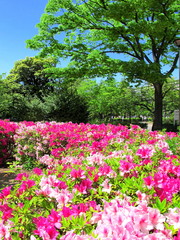 ツツジ咲く公園風景