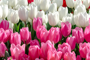 White and pink tulips in the garden