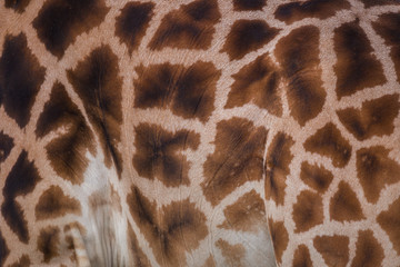 Giraffen Fellmuster