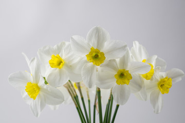 Fototapeta na wymiar Flower blur. Soft selective focus. Spring background with blurry narcissus. Closeup