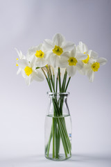 White narcissus in a glass vase. Spring Flower in minimalistic