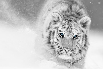 Artistic, black and white photo of  Siberian tiger, Panthera tigris altaica, male in winter landscape, walking directly at camera in deep snow. Taiga environment, freezing cold, winter.
