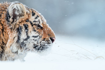 Portrait of young Siberian tiger, Panthera tigris altaica, male with snow in fur, walking in deep snow during snowstorm. Taiga environment, freezing cold, winter. - Powered by Adobe