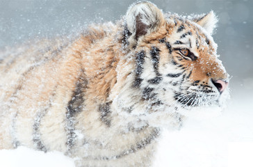 Portrait of young Siberian tiger, Panthera tigris altaica, male with snow in fur, walking in deep...
