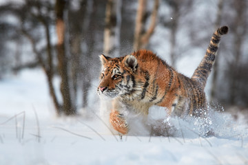 Close up Siberian tiger, Panthera tigris altaica, running in deep snow, young male in winter landscape. Freezing cold, winter. Tiger in snowy environment against birch trees in background.