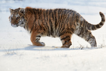 Big cat, Siberian tiger, Panthera tigris altaica in winter landscape. Freezing cold, winter. Tiger in snowy environment  backlighted by early morning sun.