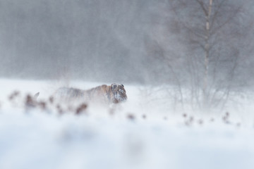 Artistic photo of big cat, Siberian tiger, Panthera tigris altaica, walking in deep snow during blizzard. Freezing cold, winter. Tiger in snowy environment against birch trees in background.