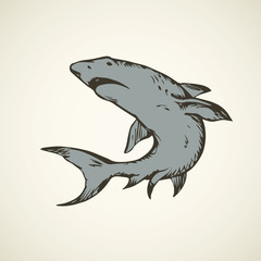Shark. Vector drawing