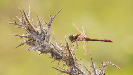 A close-up of a beautiful dragonfly