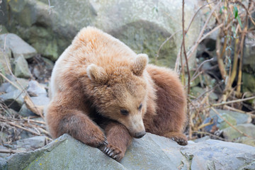Fototapeta premium Braunbär