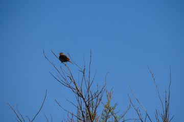 Small thrush bird perched in a tree