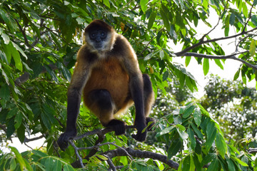 Fototapeta premium black handed spider monkey - Ateles geoffroyi