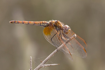 A close-up of a beautiful dragonfly