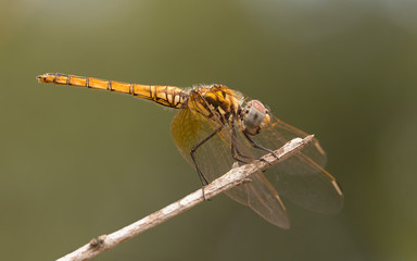 A close-up of a beautiful dragonfly