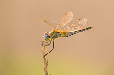 A close-up of a beautiful dragonfly