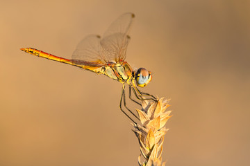 A close-up of a beautiful dragonfly
