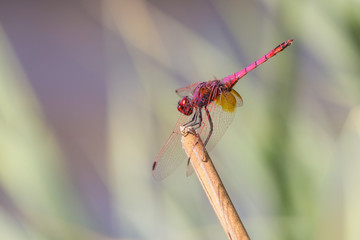 A close-up of a beautiful dragonfly