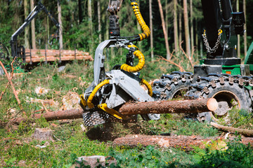Timber harvester, operating head. Forest cutting. Forest cutting with the help of a harvester....
