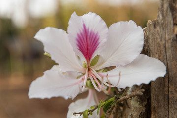 Bautiful white flower,Bauhinia variegata,Orchid tree,Camel's Foot Tree,Bauhinia variegata is a species of plant family Fabaceae.