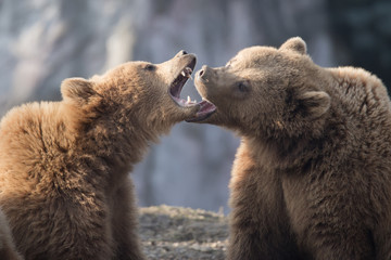 Obraz premium Braunbär