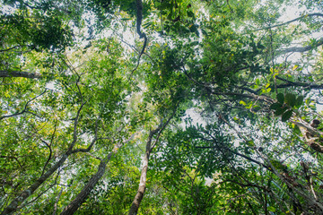 Canopy of green trees in swamp forest at Thailand
