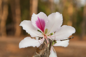 Bautiful white flower,Bauhinia variegata,Orchid tree,Camel's Foot Tree,Bauhinia variegata is a species of plant family Fabaceae.