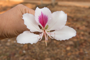 Bautiful white flower on hand,Bauhinia variegata,Orchid tree,Camel's Foot Tree,Bauhinia variegata is a species of plant family Fabaceae.