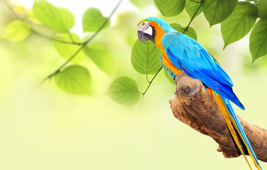 Colorful Macaw bird at tree branch in morning sunlight on nature background