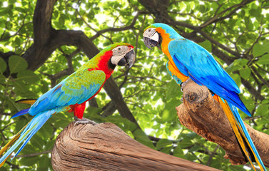 Colorful Macaw bird at tree branch in morning sunlight on nature background