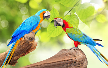 Colorful Macaw bird at tree branch in morning sunlight on nature background