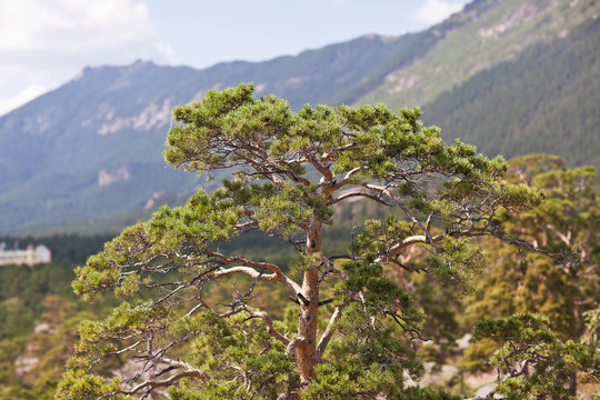 Fototapeta Trees in the forest on Lake Burabay mountains