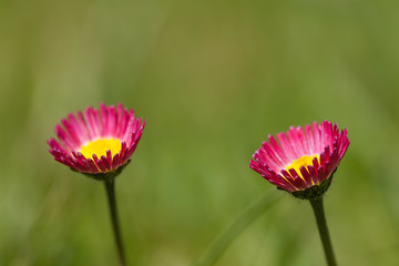 Gänseblümchen © Jrg