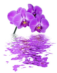 Pink orchid reflected in the water