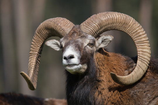 Europ&auml;ischer Mufflon