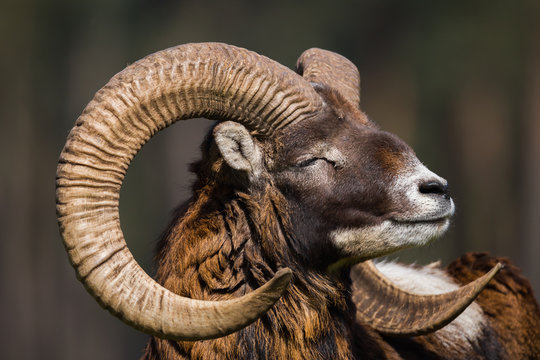 Europ&auml;ischer Mufflon