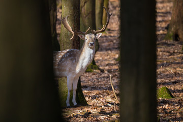 Damhirsch im Laubwald