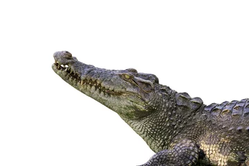 Deurstickers Krokodil Afbeelding van een krokodil op een witte achtergrond. Reptielen Dieren.