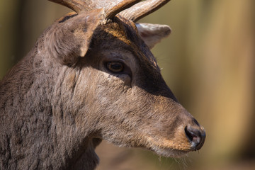 Damhirsch (Dam dama)