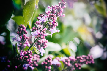 Fototapeta na wymiar Fresh lilac, beautiful spring background