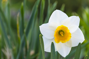 Spring yellow daffodils flower, Fresh yellow narcissus still life on green garden background