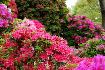 文京つつじまつり