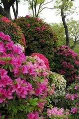 文京つつじまつり