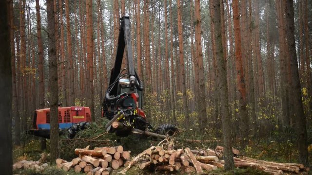 Forestry machine chopping trees in pine forest