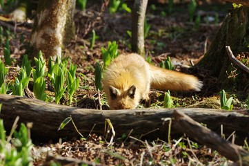 Hide-and-seek, Ezo red fox in Japan　キタキツネとかくれんぼ　北海道