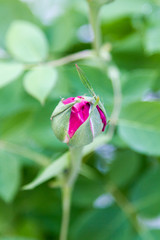 Unopened bud on rose bushes