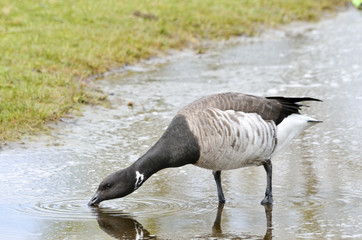 Pale bellied brent goose drinking from a pool of water.