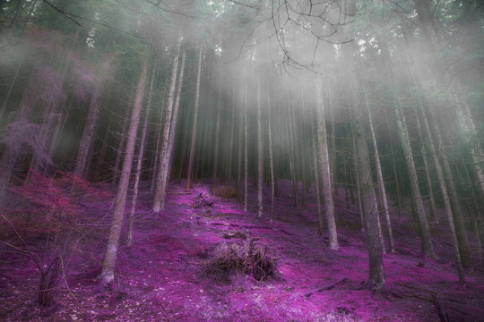 Fototapeta Mysterious foggy forest with magic road , gloomy dark magic forest landscape